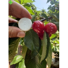 红灯樱桃（净果5斤）