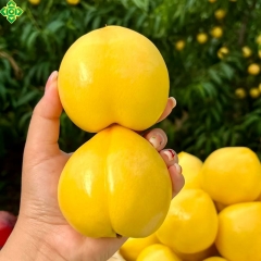 黄油桃 5斤 包邮
